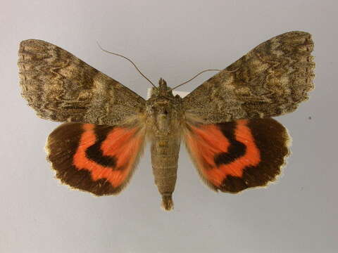 Image of red underwing