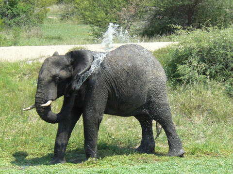 Image of African bush elephant