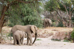 Image of African bush elephant