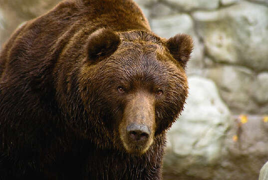 Image of Brown Bear