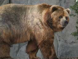 Слика од кафеава мечка