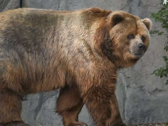 Imagem de Urso-pardo