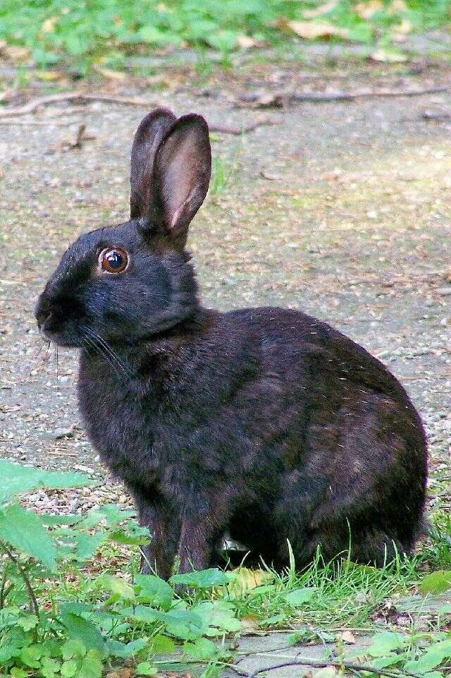 Image of Oryctolagus Lilljeborg 1873