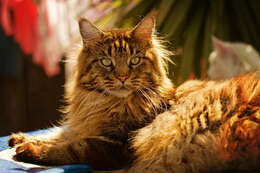 Image of Domestic Cat