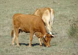 Image of Cow