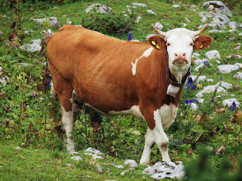 Image of zebu cattle