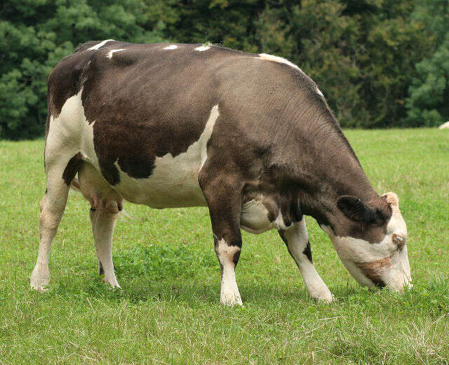 Image of Cow