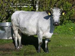 Image of Cow