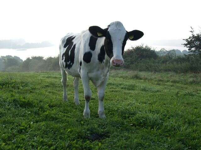 Image of Cow