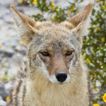 Image de coyote