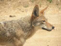 Image of American jackal