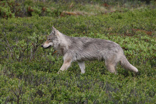 Image of gray wolf