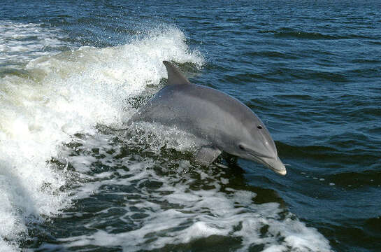 Imagem de Tursiops Gervais 1855