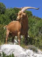 Image of domestic goat