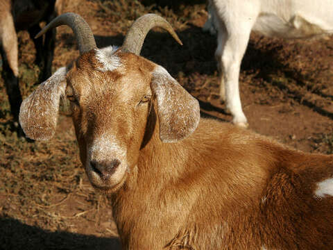 Image of domestic goat