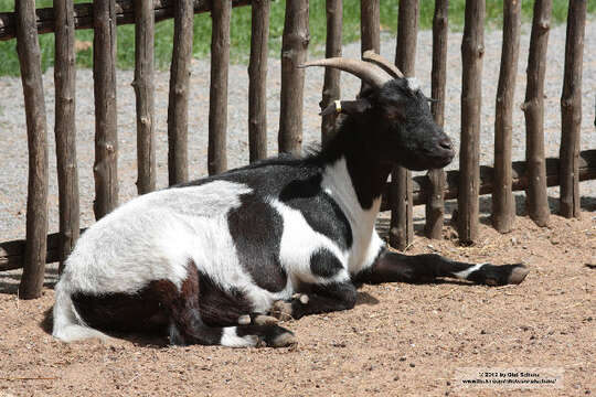 Image of domestic goat