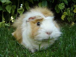 Image of Cavy