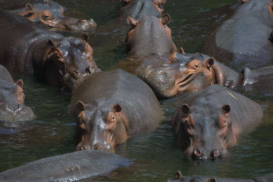 Hippopotamus Linnaeus 1758 resmi