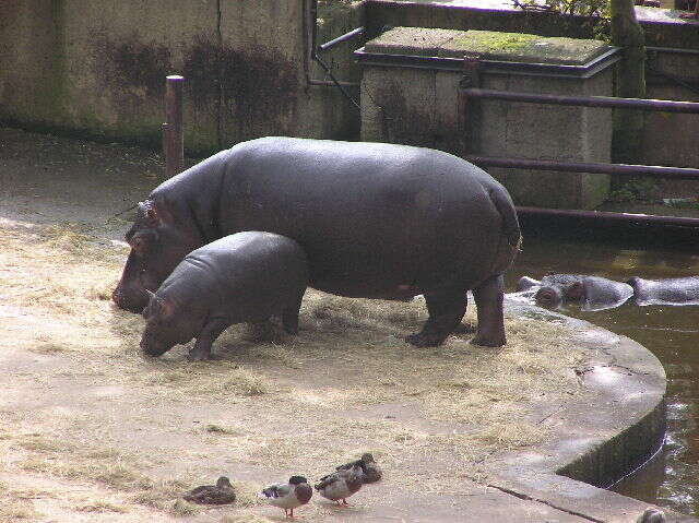Image of hippos