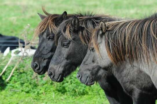 Image of Equus subgen. Equus Linnaeus 1758