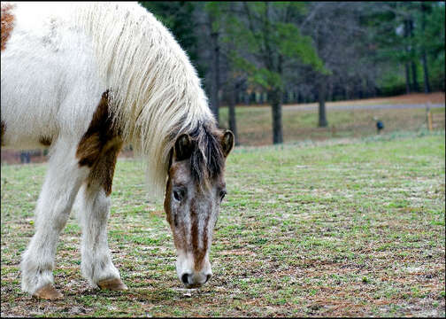 Image of Equus subgen. Equus Linnaeus 1758