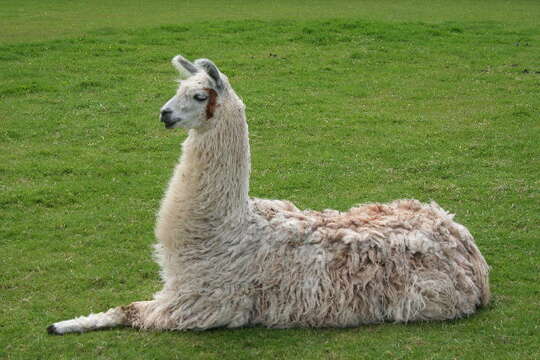 Image of llama