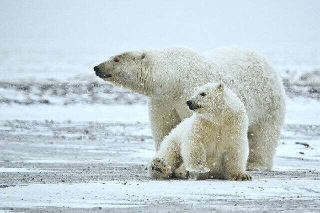 Image de Ours blanc