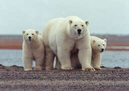 Image of polar bear