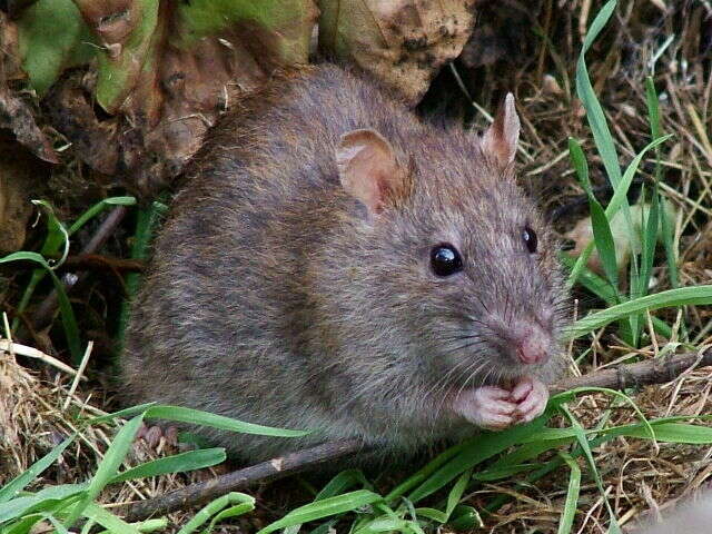 Image de Rat brun