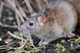 Image of Brown Rat