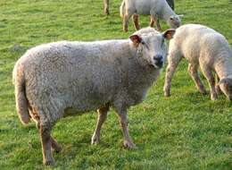 Image of Domestic Sheep