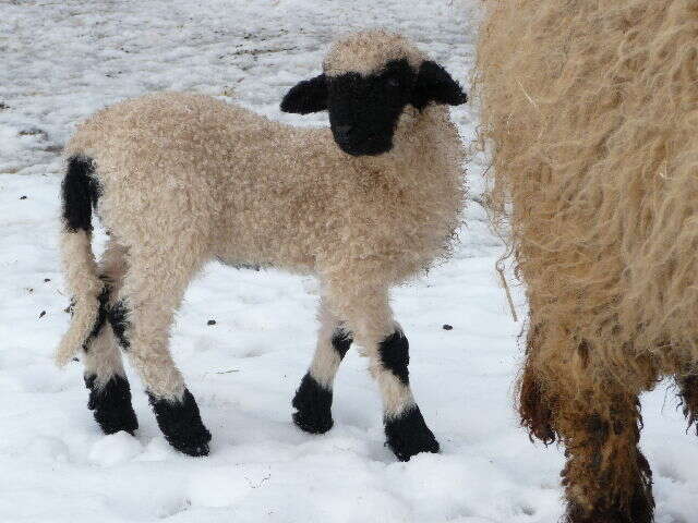 Image of Domestic Sheep