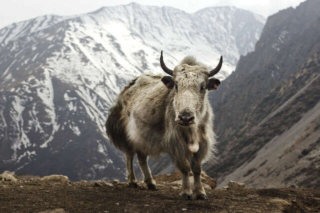 Image of yak