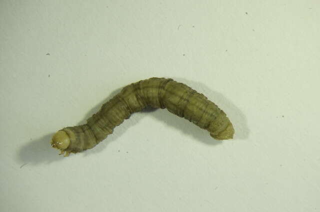 Image of Mesotype verberata