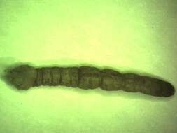 Image of Eloeophila