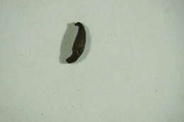 Image of planarians