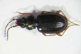 Plancia ëd Bembidion (Diplocampa) fumigatum (Duftschmid 1812)