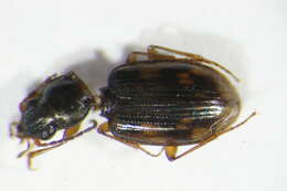 Plancia ëd Bembidion (Diplocampa) fumigatum (Duftschmid 1812)