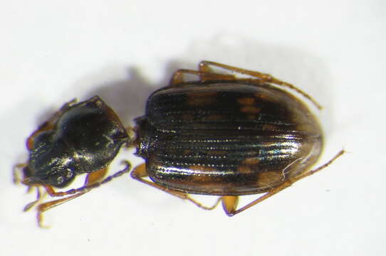 Plancia ëd Bembidion (Diplocampa) fumigatum (Duftschmid 1812)