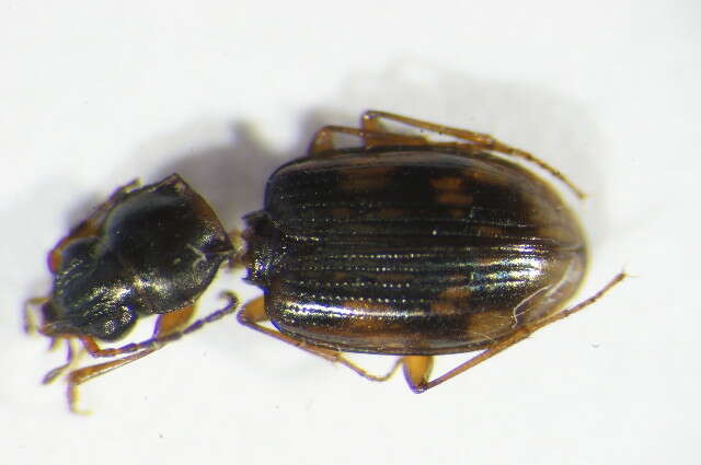 Imagem de Bembidion (Diplocampa) fumigatum (Duftschmid 1812)