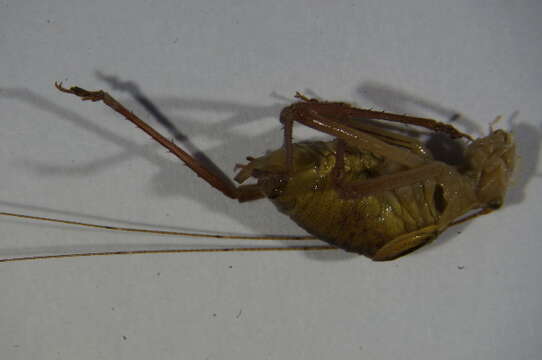 Image of speckled bush-cricket