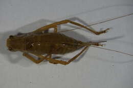 Image of speckled bush-cricket