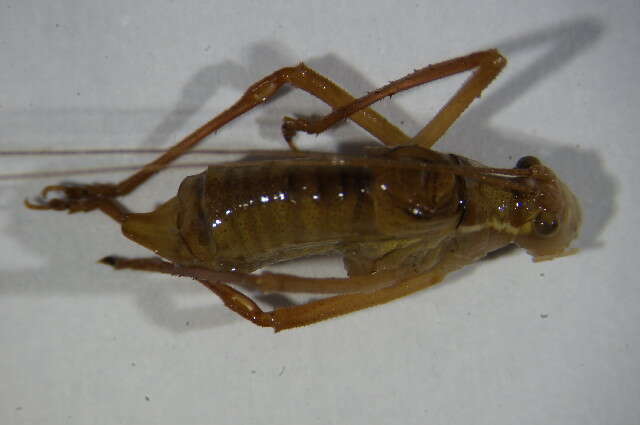 Image of speckled bush-cricket