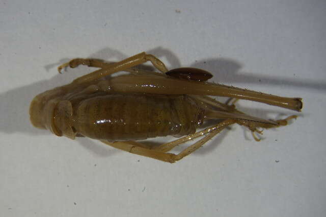 Image of speckled bush-cricket