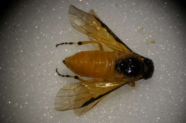 Image of rose sawfly