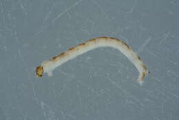 Image of Culicomorpha