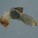 Image of Lithax niger (Hagen 1859)