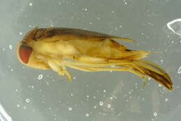 Image of Lesser water boatman