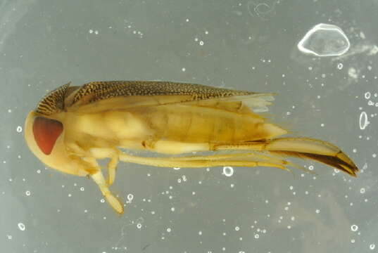 Image of Lesser water boatman