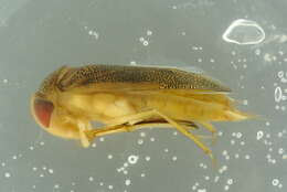 Image of Lesser water boatman